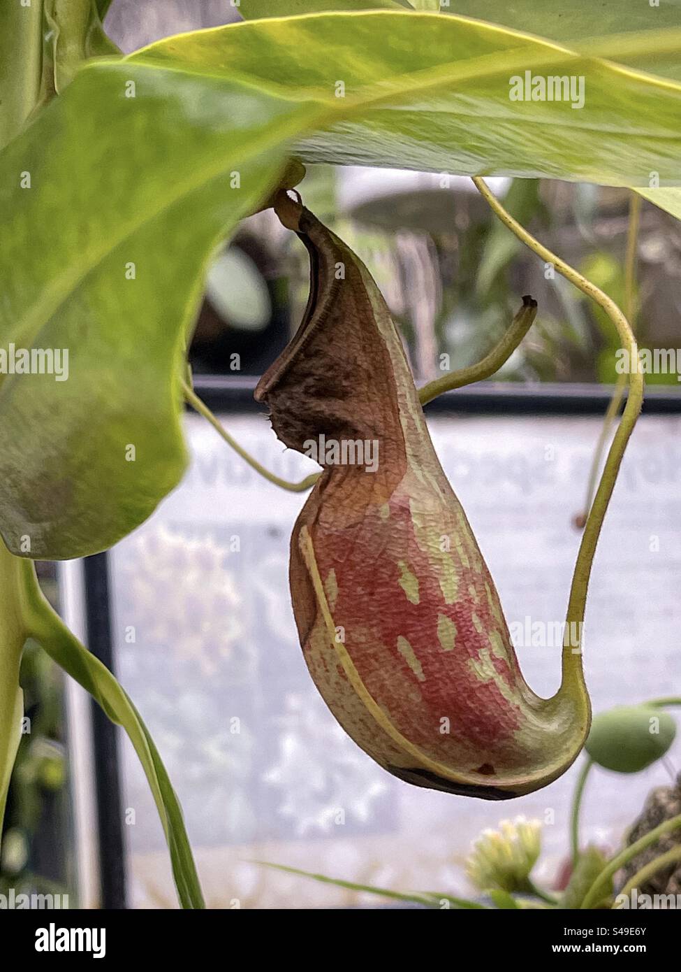 Close-up of a pitcher-shaped trap extending from the leaf of the Pitcher plant/Nepenthes/Monkey Cup plant, a carnivorous plant. Horticulture. Botany. - Smartphone Captured Stock Image