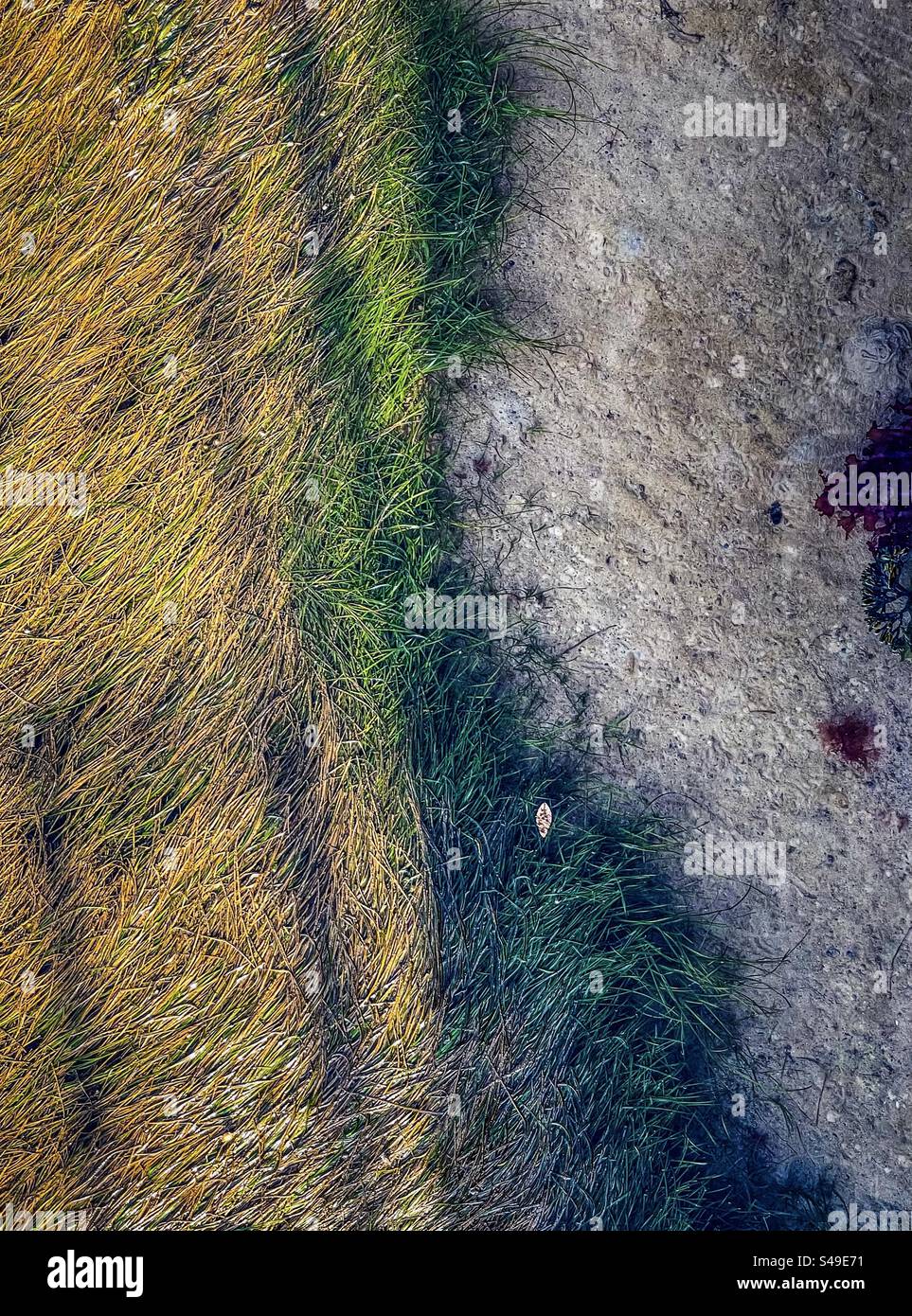 High angle view of seagrass bed and seaweed in shallow, clear sea water in afternoon sunlight with shadows. Full frame backgrounds. Textured. Pattern. - Smartphone Captured Stock Image