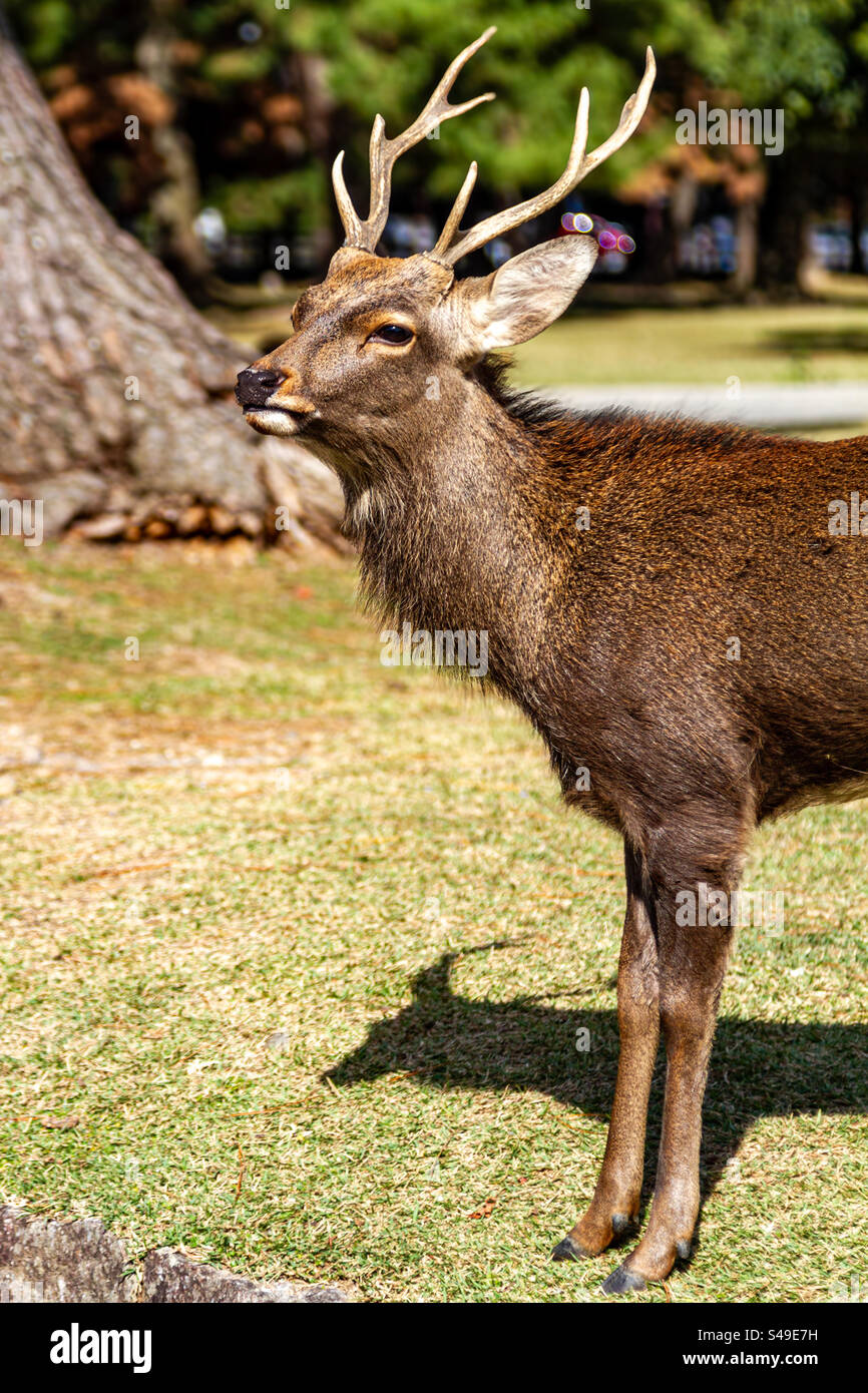 A deer in Nara park Stock Photo