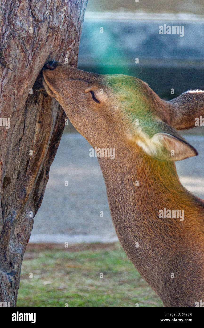 A deer in Nara park Stock Photo