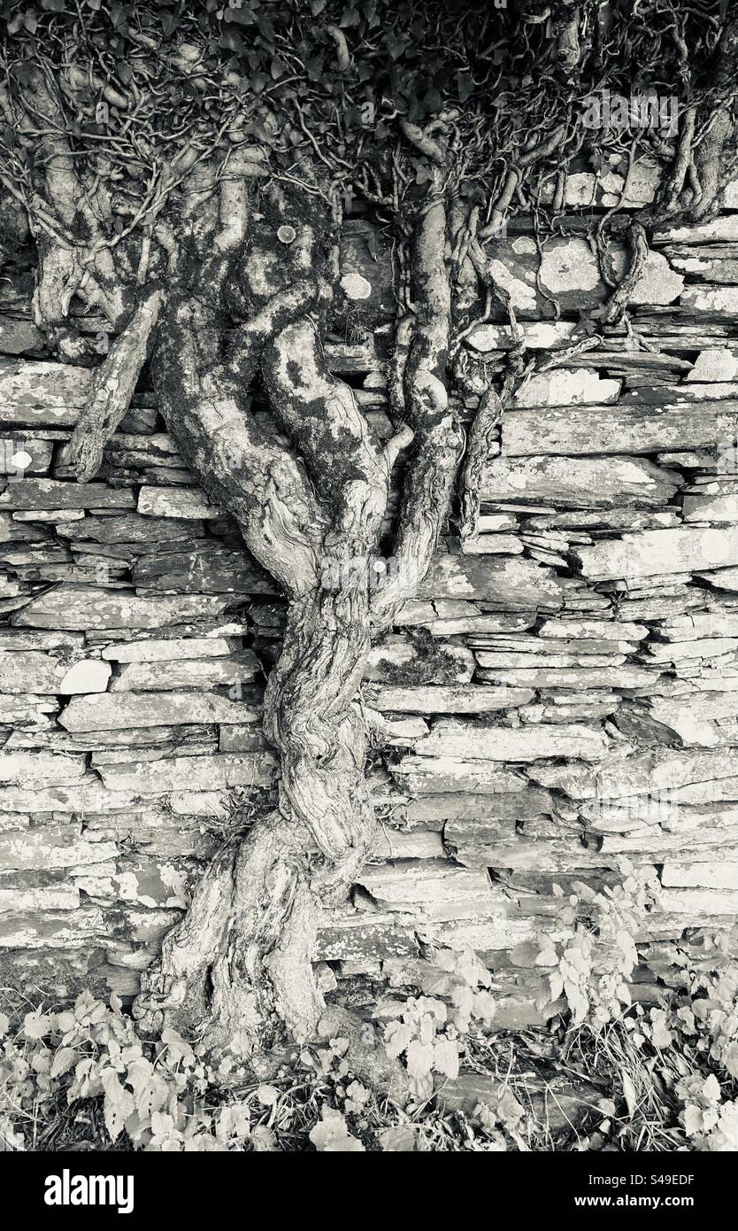 Ivy growing up side of wall hi-res stock photography and images - Alamy