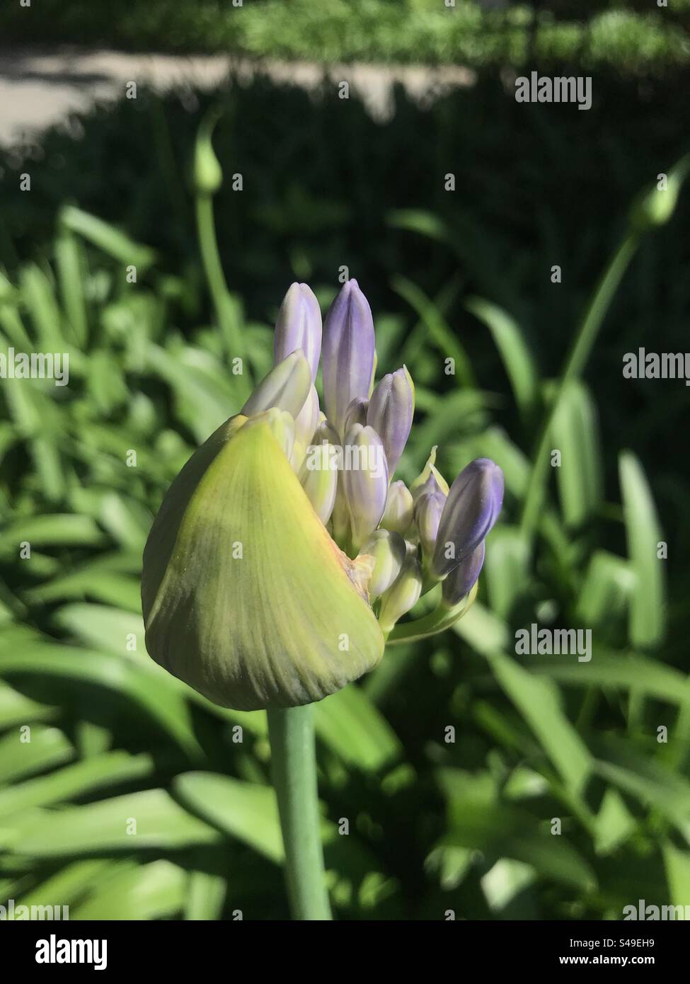 lilac rose bud opening in spring - Smartphone Captured Stock Image