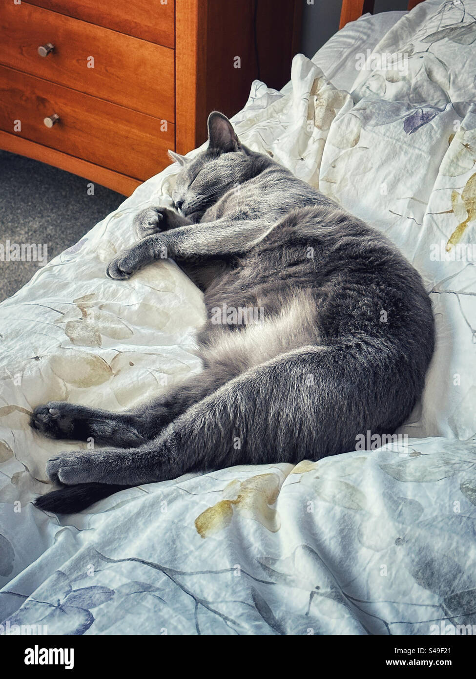 A fat cat sleeps on its side on a duvet. - Smartphone Captured Stock Image