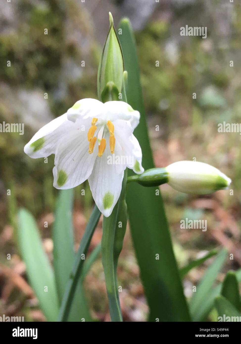 Snowdrop, green, beauty, yellow, white, flower, nature, winter Stock Photo
