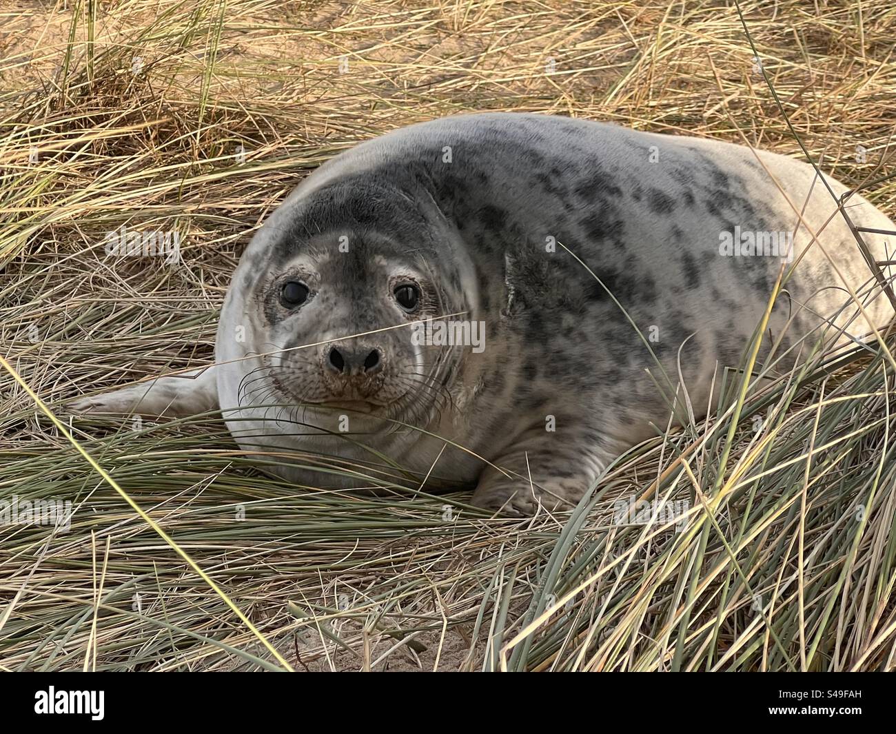 Close up of beautiful young grey seal pup on gassy sand dune of beach in coast of North Norfolk East Anglia uk Spring day sea landscape - Smartphone Captured Stock Image