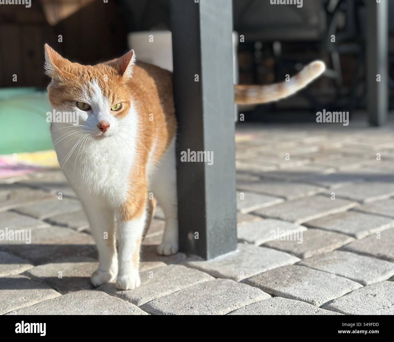 A charming, petite adult male cat with orange and white fur walks beside a metal column on a pool deck, his ears tilted back, gazing downward to the right. - Smartphone Captured Stock Image
