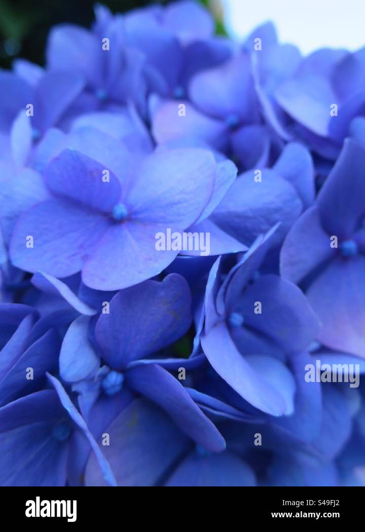 Hydrangeas! - Smartphone Captured Stock Image