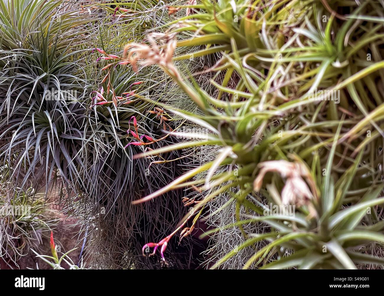Close-up of flowering air plants, Tillandsia and Spanish Moss/Old Man’s Beard in outdoor air plant garden. - Smartphone Captured Stock Image