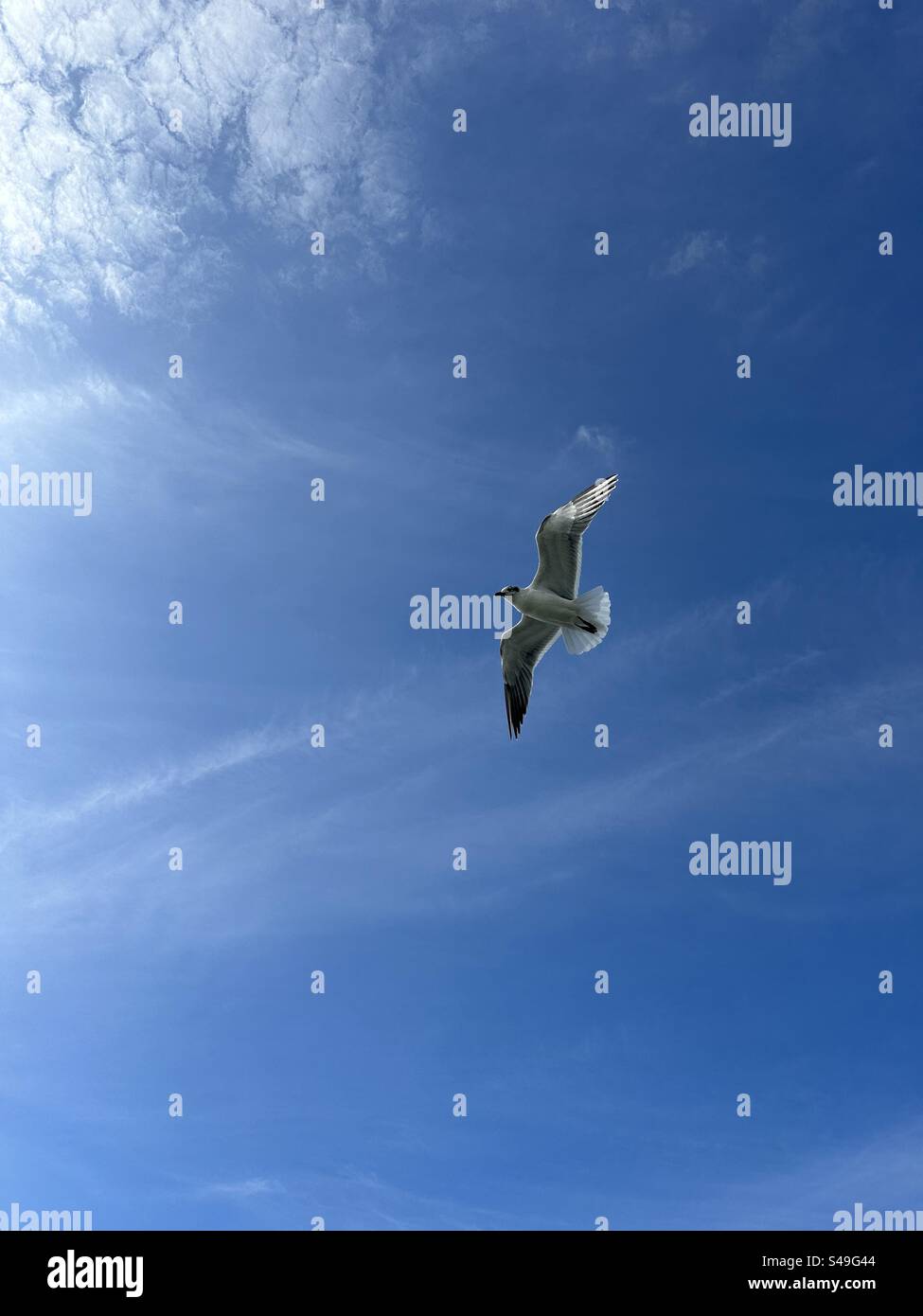 Isolated seagull inflight with deep blue sky background - Smartphone Captured Stock Image