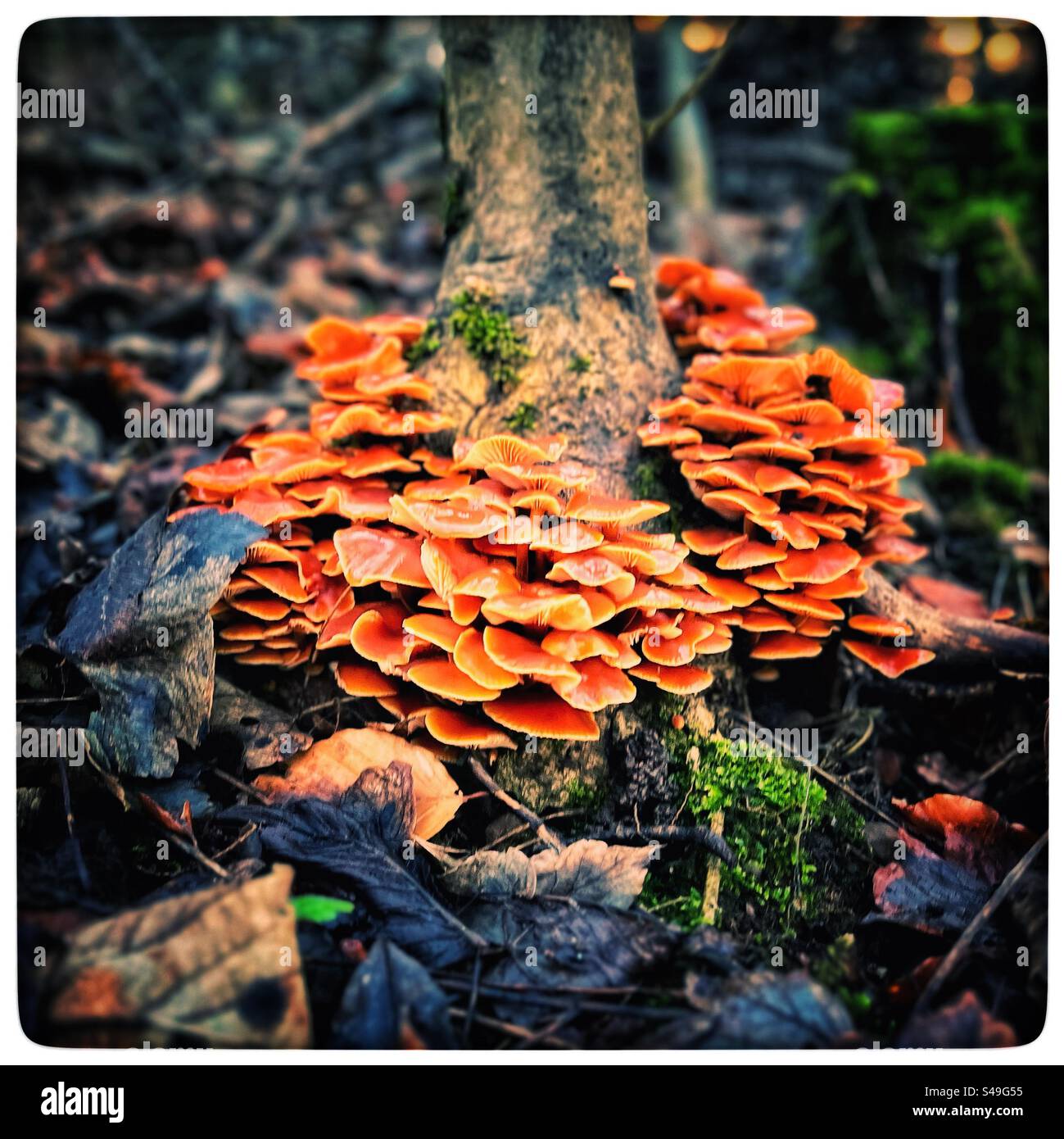 Orange fungus growing on the side of a tree trunk. Stock Photo