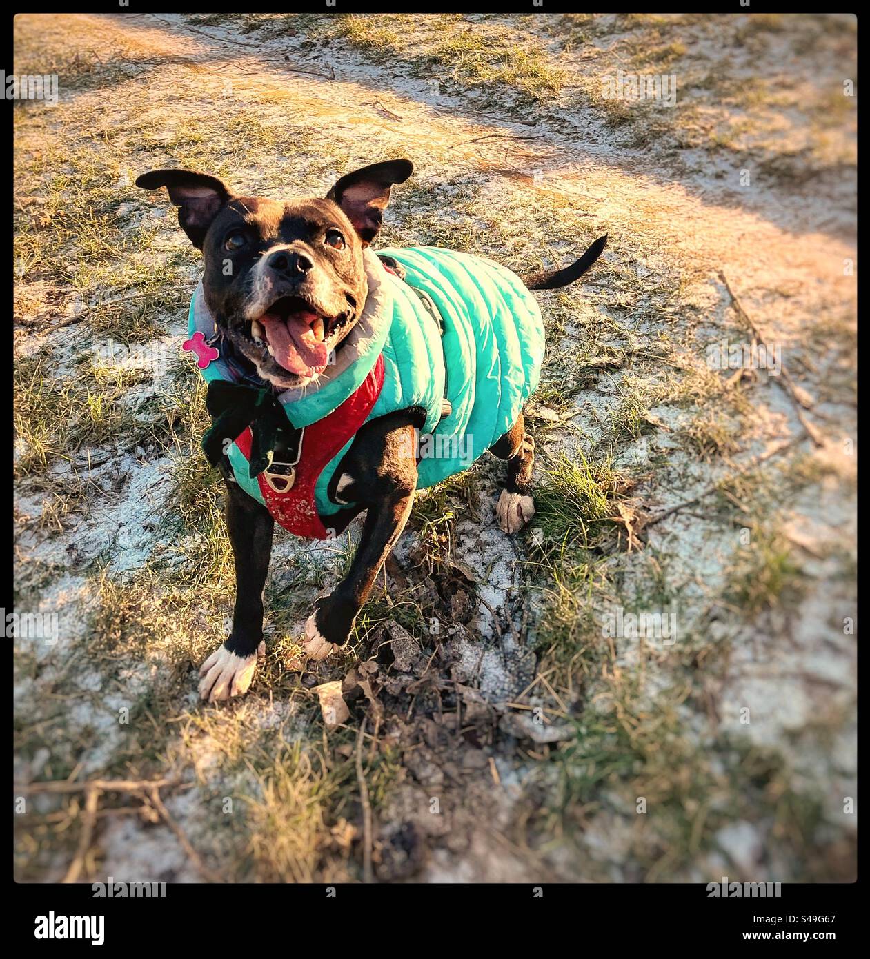 Happy staffie cheap