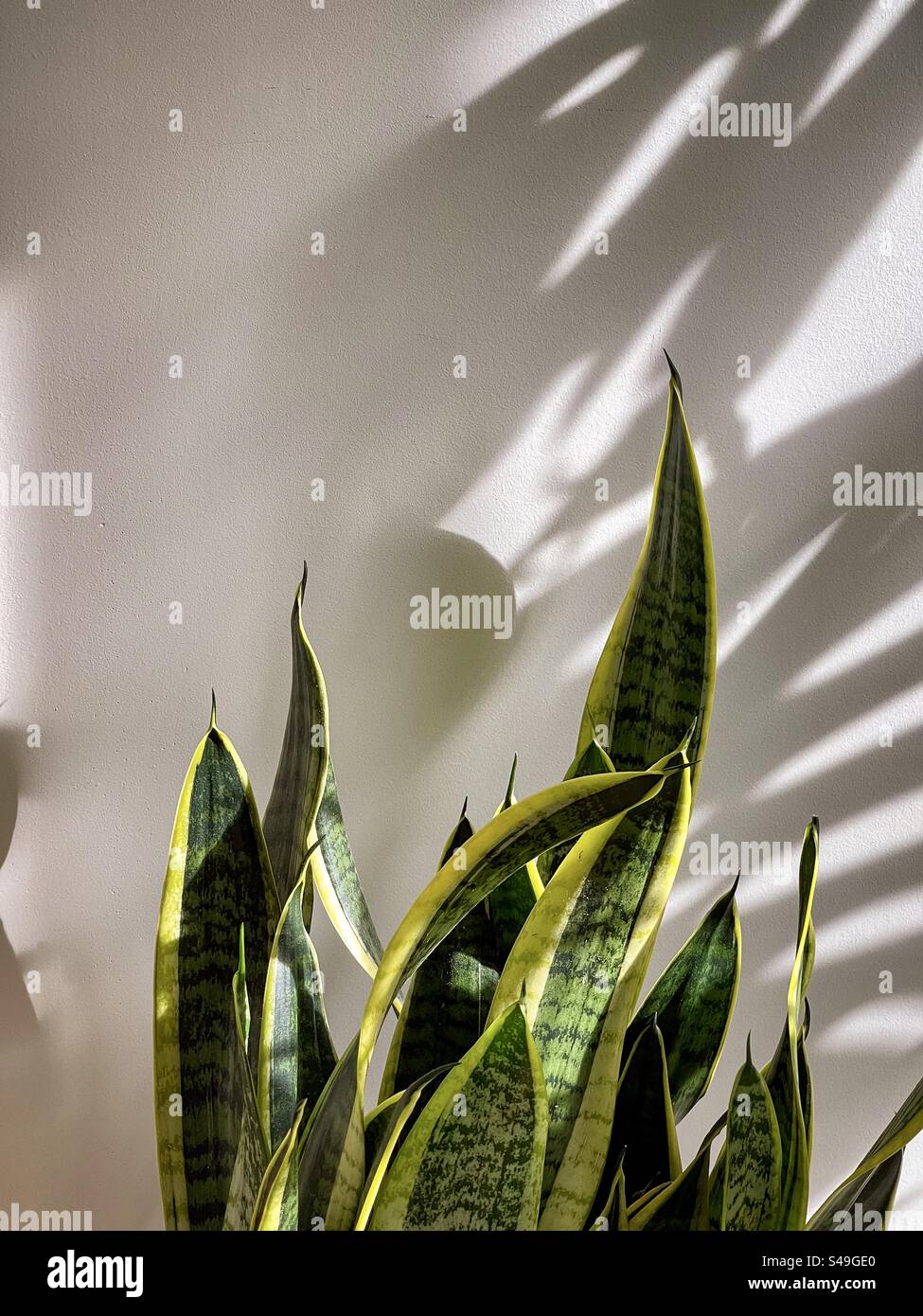 Close-up of Dracaena trifasciata/snake plant/ mother-in-law’s tongue plant in sunlight on shadow patterned white wall indoors. Pattern. - Smartphone Captured Stock Image