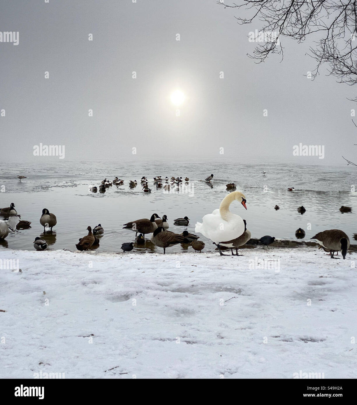 A swan, geese and ducks on a frozen pond in winter - Smartphone Captured Stock Image