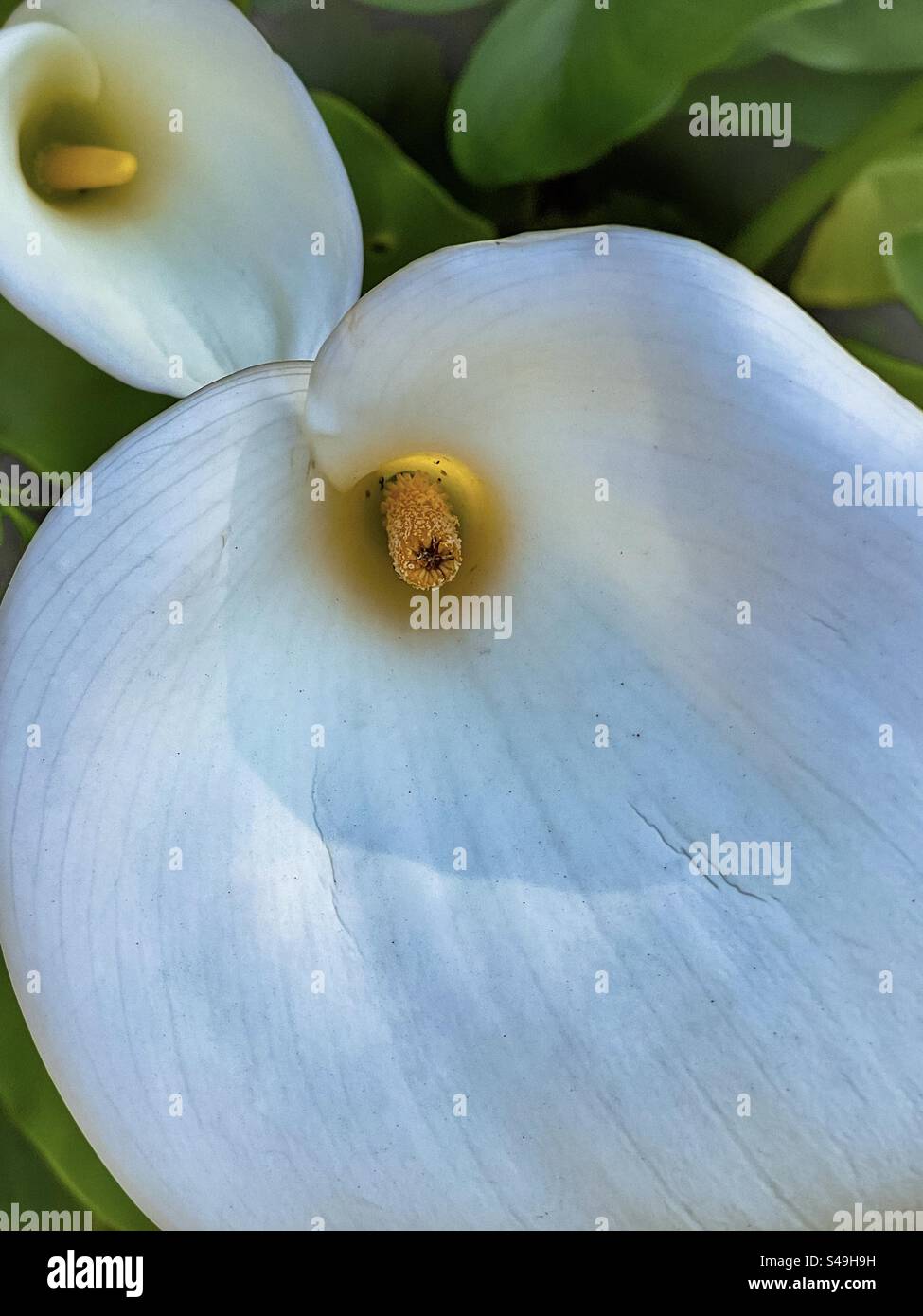 Close-up of two white calla lily/Zantedeschia aethiopica flowers in sunlight. - Smartphone Captured Stock Image