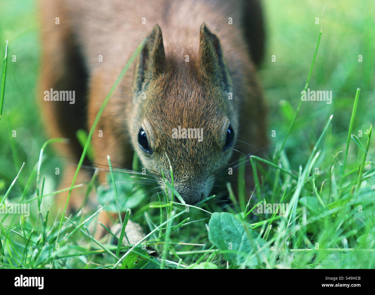 squirrel looking into the lens - Smartphone Captured Stock Image