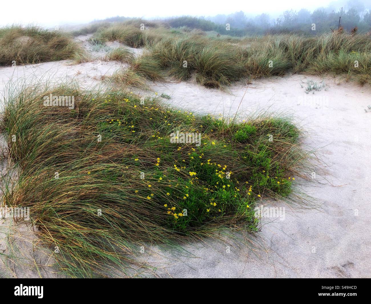 Evergreen plants blooming atop a sand dune near Atlantic Ocean beach in Portugal, January 2024 - Smartphone Captured Stock Image