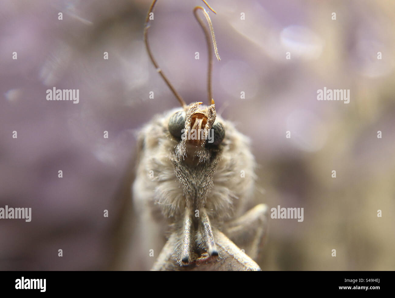 moth, macro photography - Smartphone Captured Stock Image