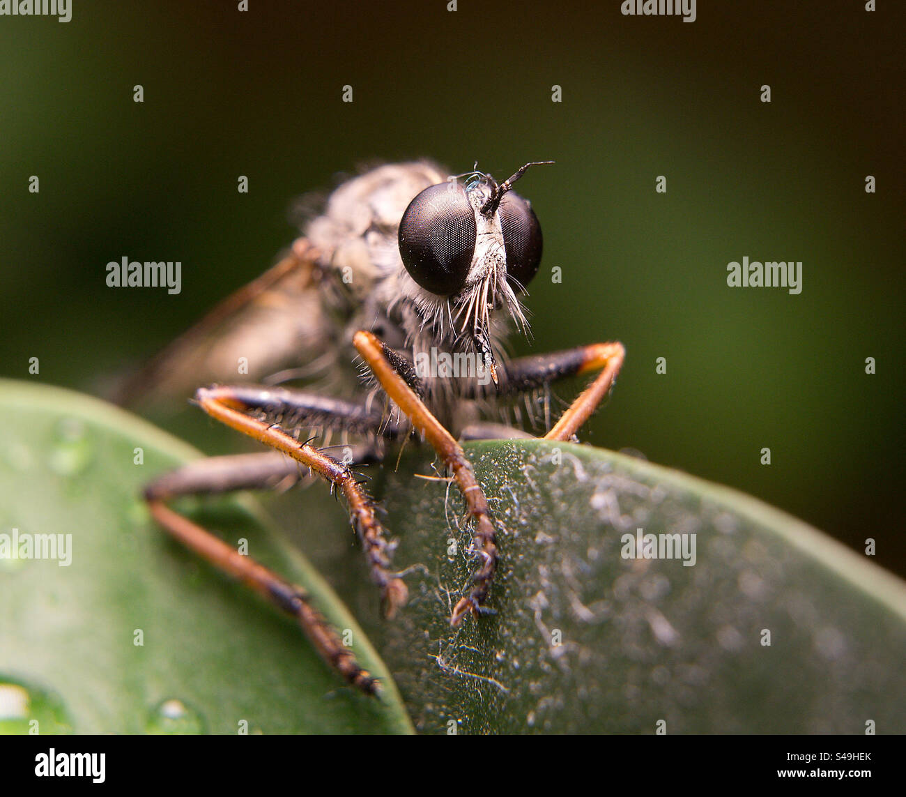 Insect , macro photography Stock Photo