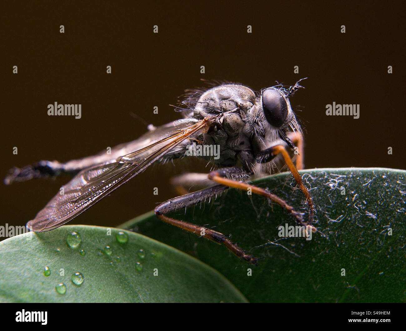 Insect , macro photography - Smartphone Captured Stock Image