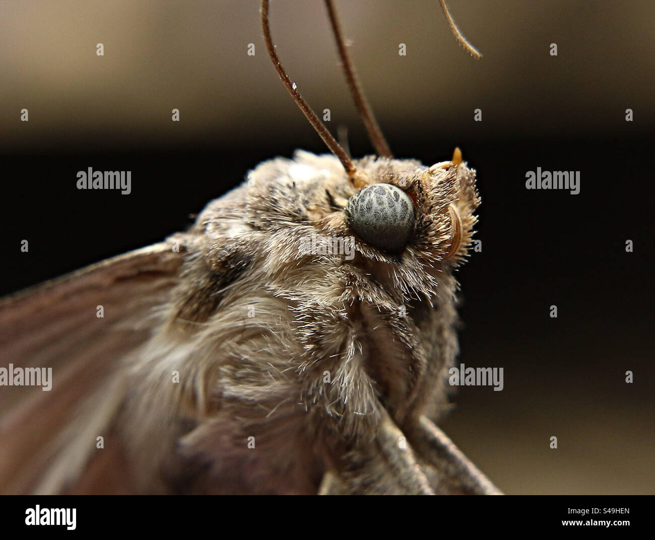 moth, macro photography - Smartphone Captured Stock Image