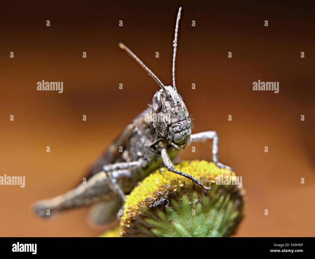 portrait of a grasshopper - Smartphone Captured Stock Image