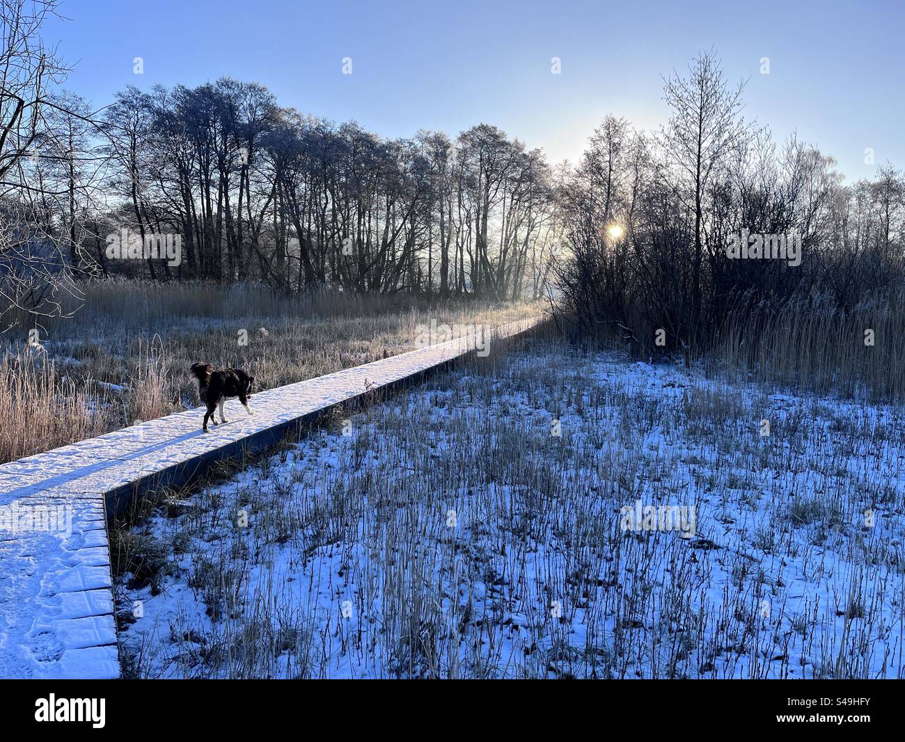 Winterwonderland Dog Sun Nature spectacular Stock Photo