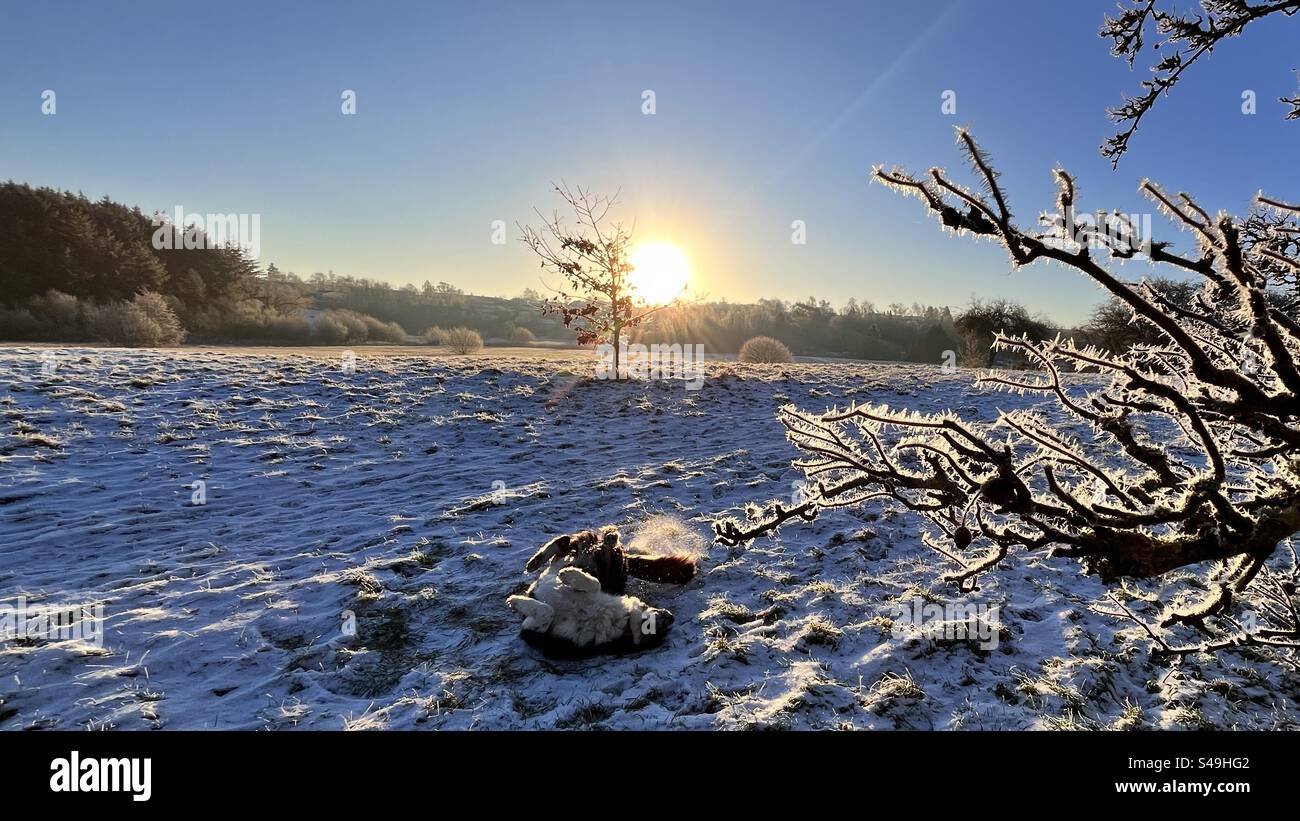 Dog playing in Snow, Beautiful landscape Sunny - Smartphone Captured Stock Image