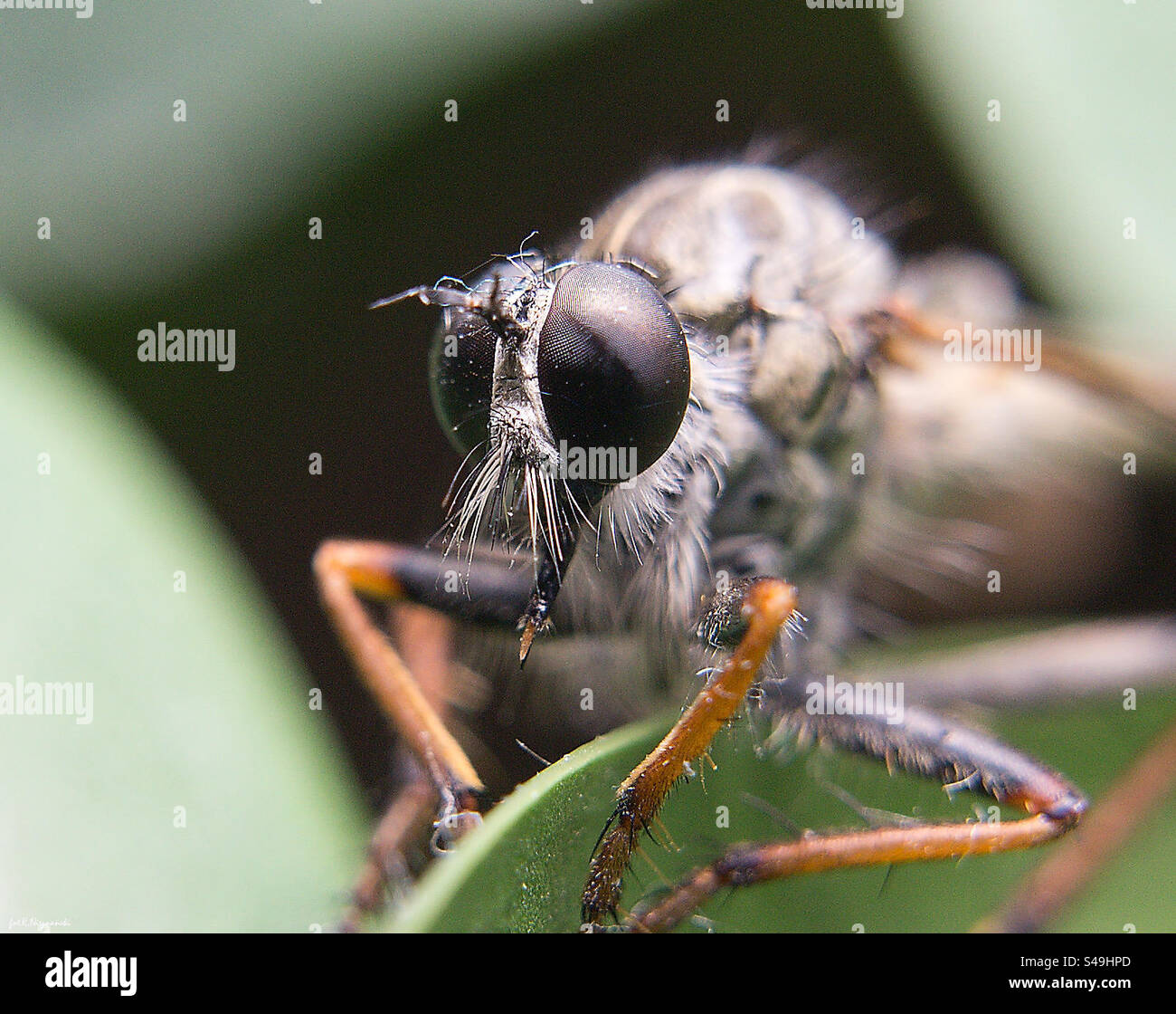 Insect macro photo Stock Photo