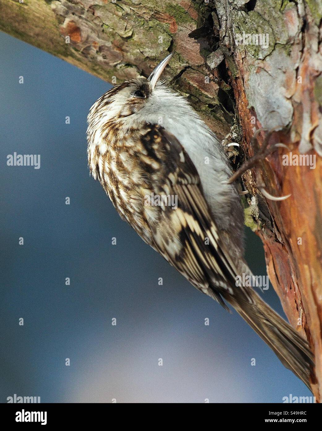 Treecreeper bird Stock Photo
