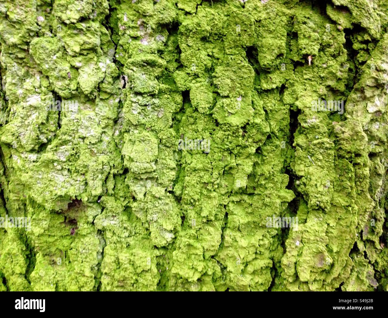 Close up macro image of  brilliant green color mould fungus moss growing on the big old tree rough bark - Smartphone Captured Stock Image