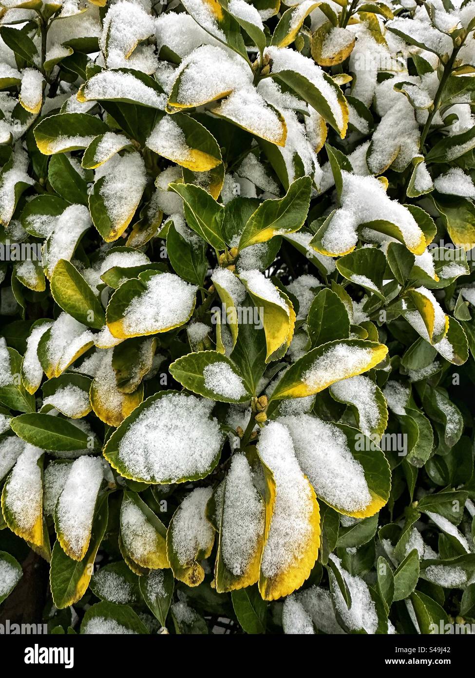 New York Covered in snow 2024 Stock Photo Alamy