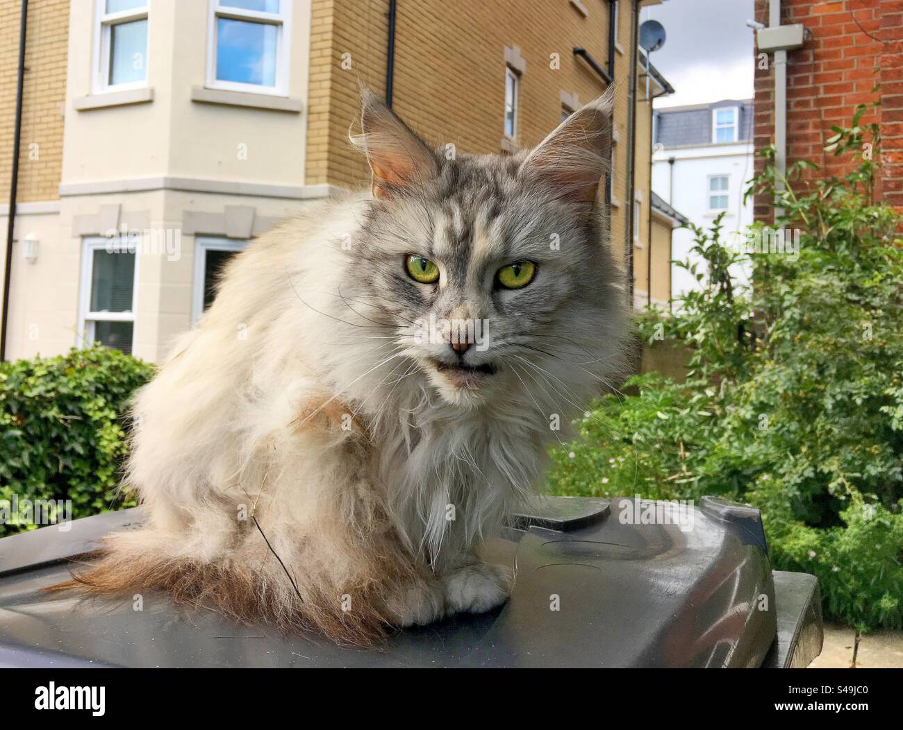 cat sitting on a garbage can - Smartphone Captured Stock Image