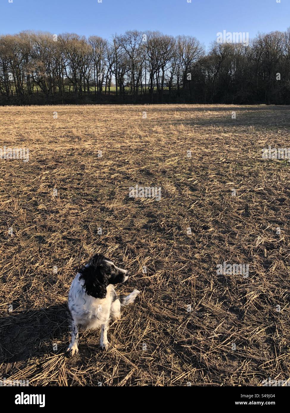 Cocker spaniel in a field in January, North Yorkshire, England, United Kingdom Stock Photo