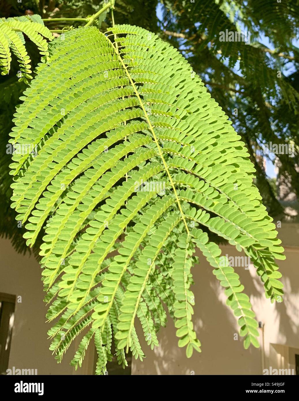 Bright green fern leaf in sunlight - Smartphone Captured Stock Image