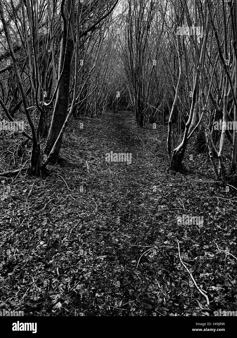 A path in the woods in south London. Trees line the path. Winter Stock