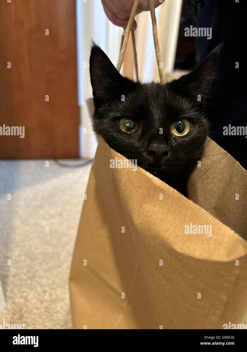 Cats out of the bag Stock Photo