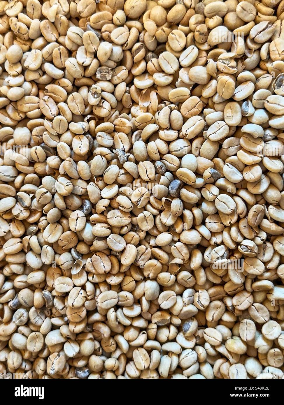 Coffee beans before drying and roasting. Backgrounds. No people. Stock Photo