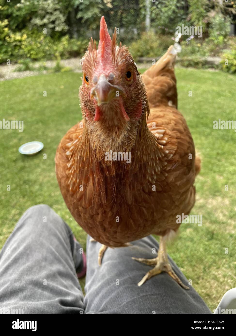 A curious pet hen standing on a persons knees - Smartphone Captured Stock Image