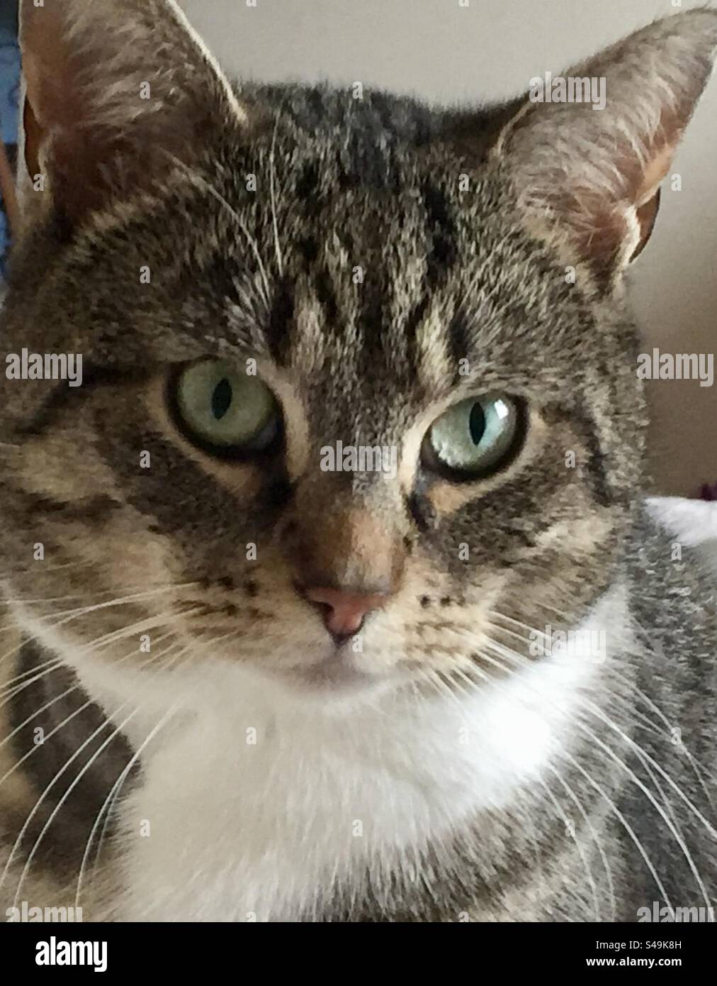 Perfect Tabby Cat face,markings & big green eyes Stock Photo