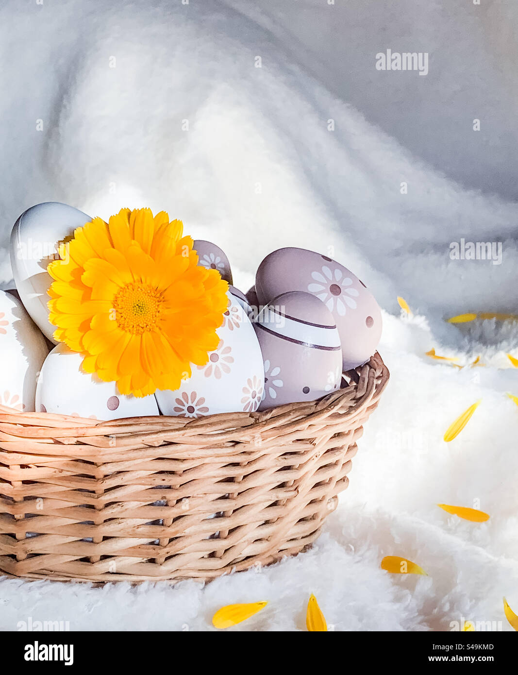 A yellow pot marigold flower in a basket of decorative eggs on a soft, white blanket - Smartphone Captured Stock Image