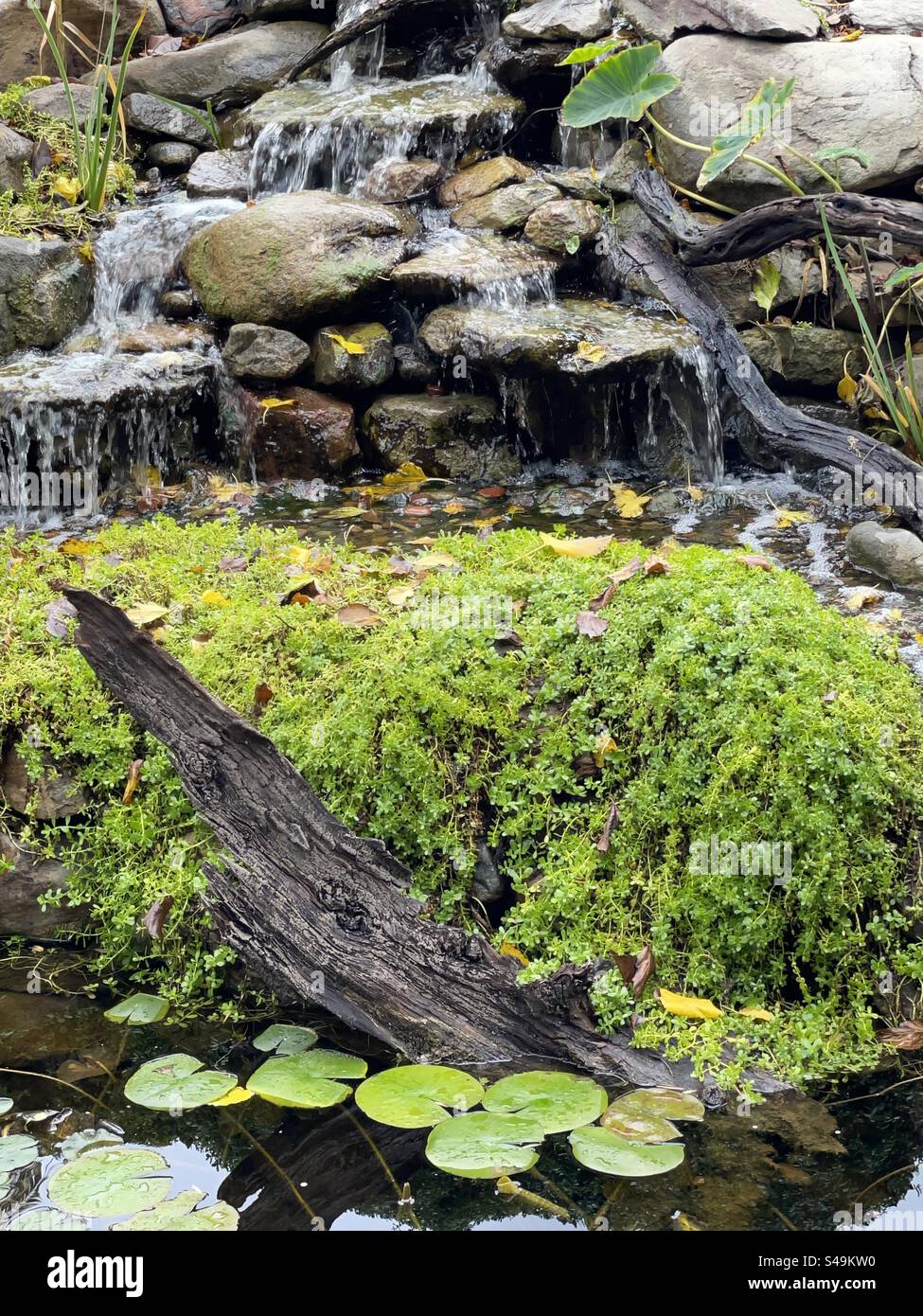 Koi pond, waterfall, driftwood, water lilies Stock Photo
