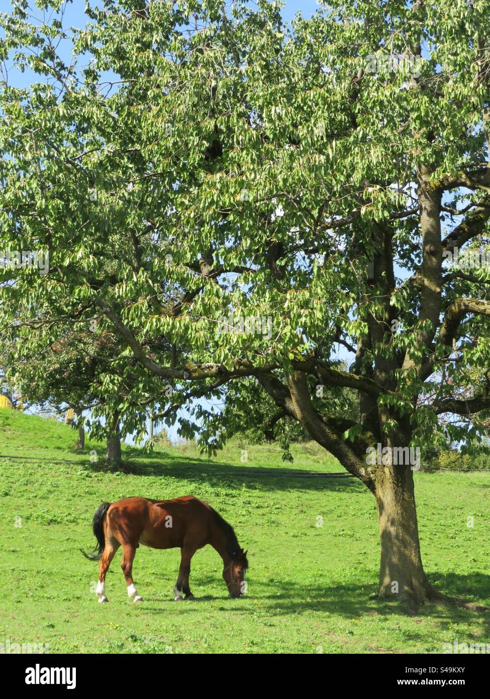 Horse on a Pasture! Switzerland! - Smartphone Captured Stock Image