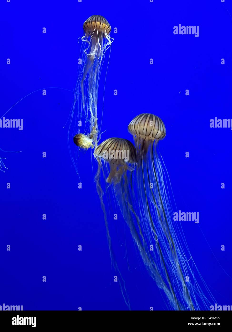 Jellyfish in aquarium Stock Photo