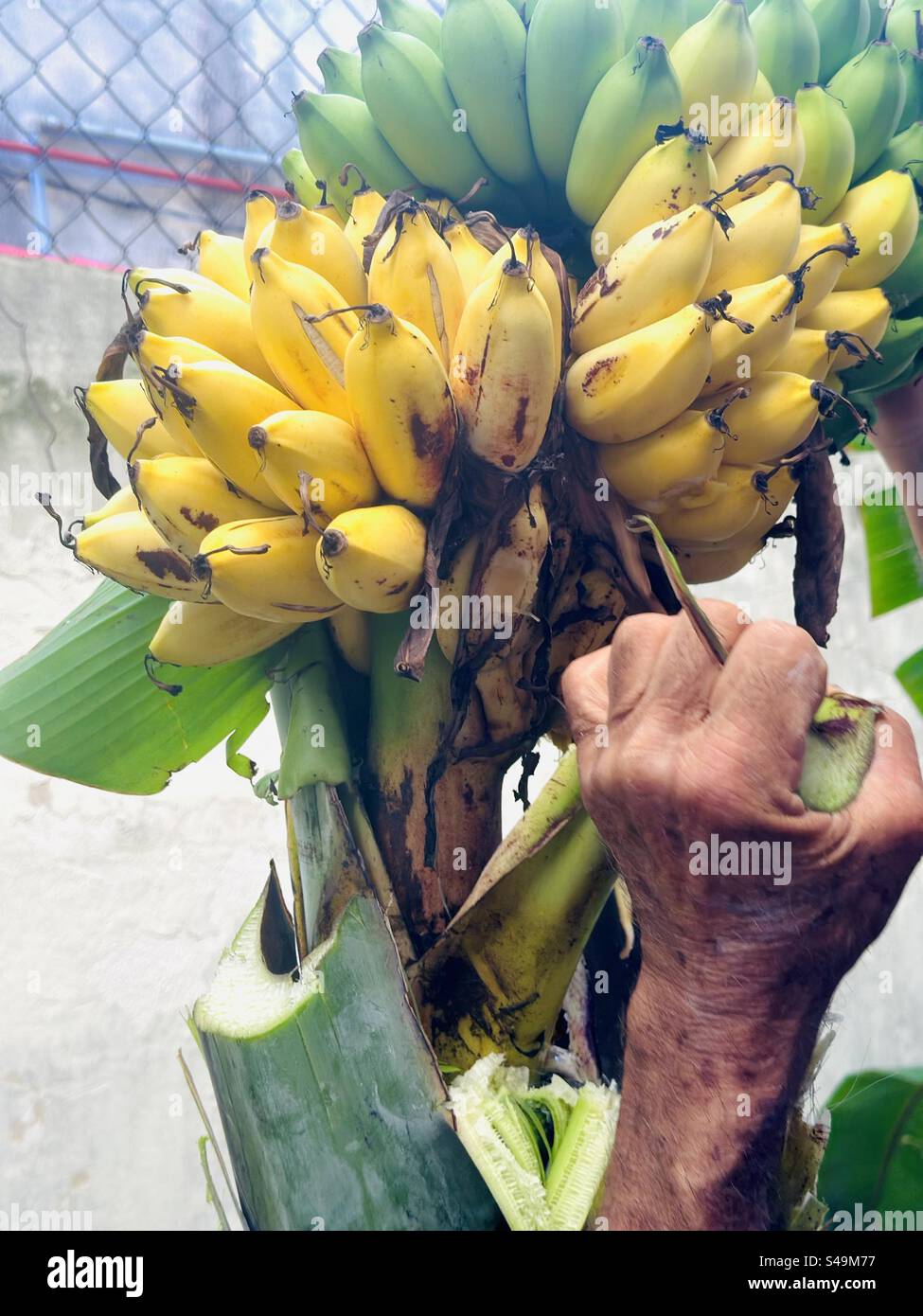 Male hand harvesting bunch of organic bananas - Smartphone Captured Stock Image