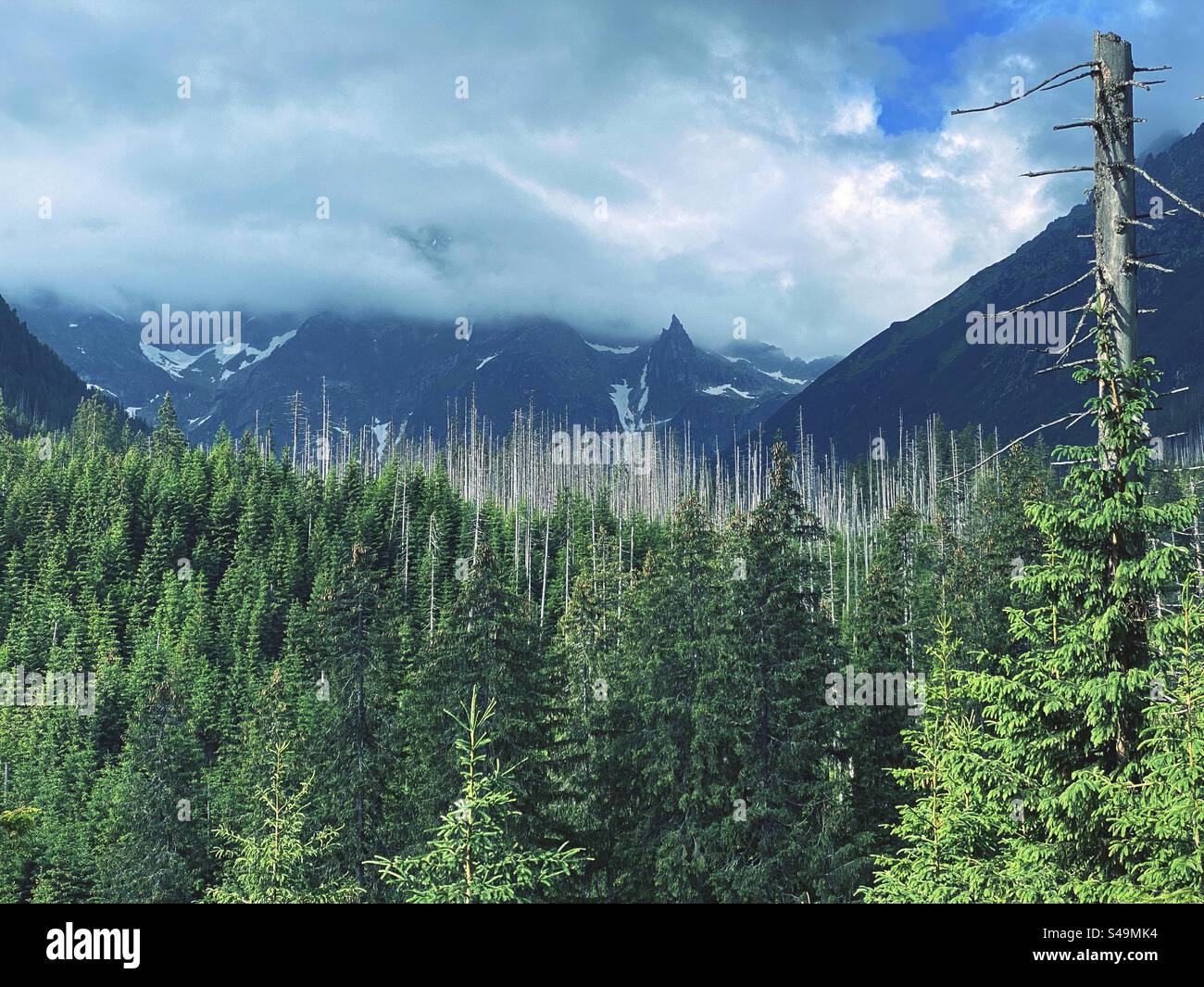 Forest in the mountains - Smartphone Captured Stock Image