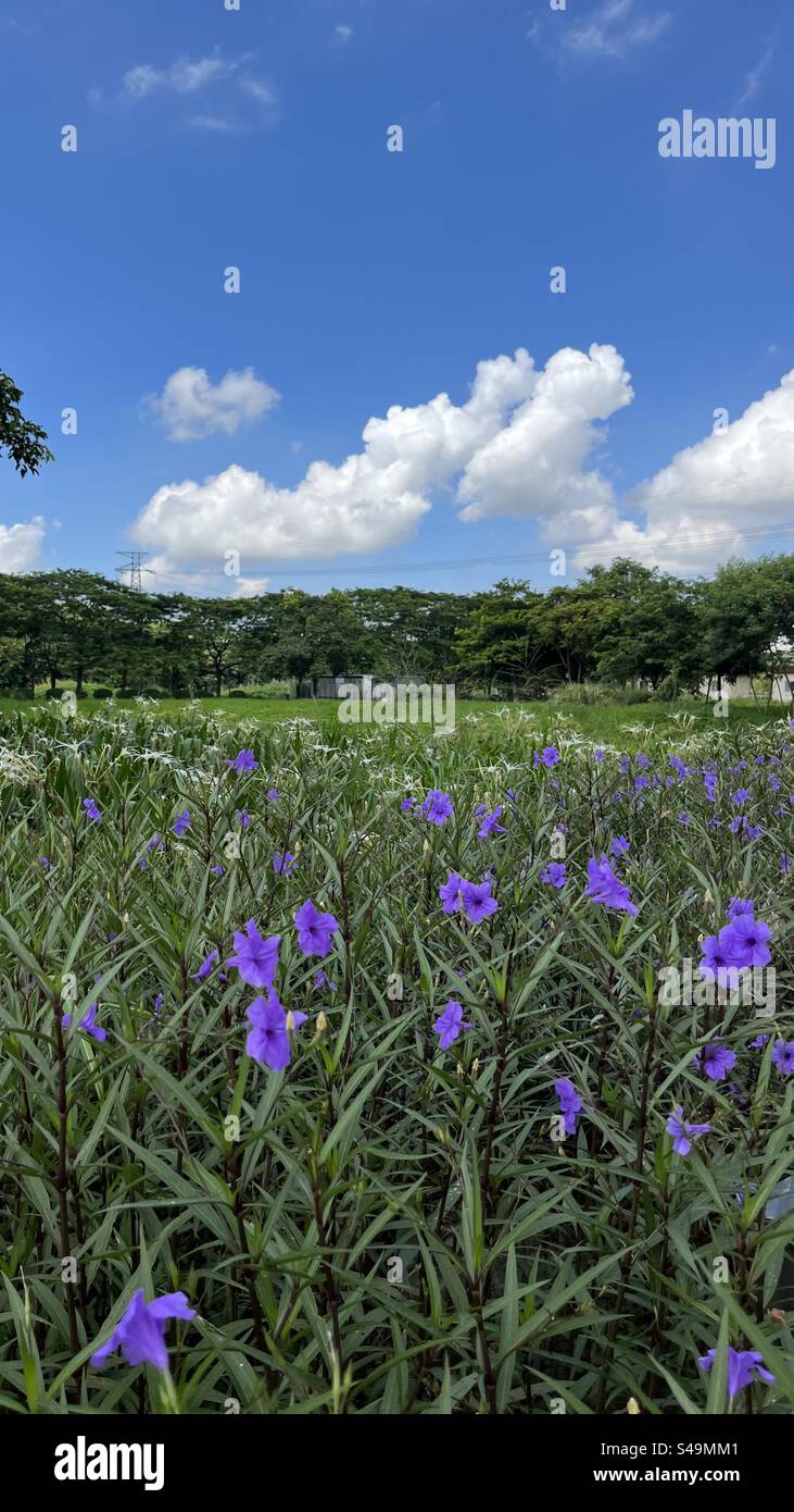 A vibrant display of purple wildflowers in a Shenzhen wetland park, with clear blue skies and fluffy clouds, capturing the peaceful beauty of nature. - Smartphone Captured Stock Image
