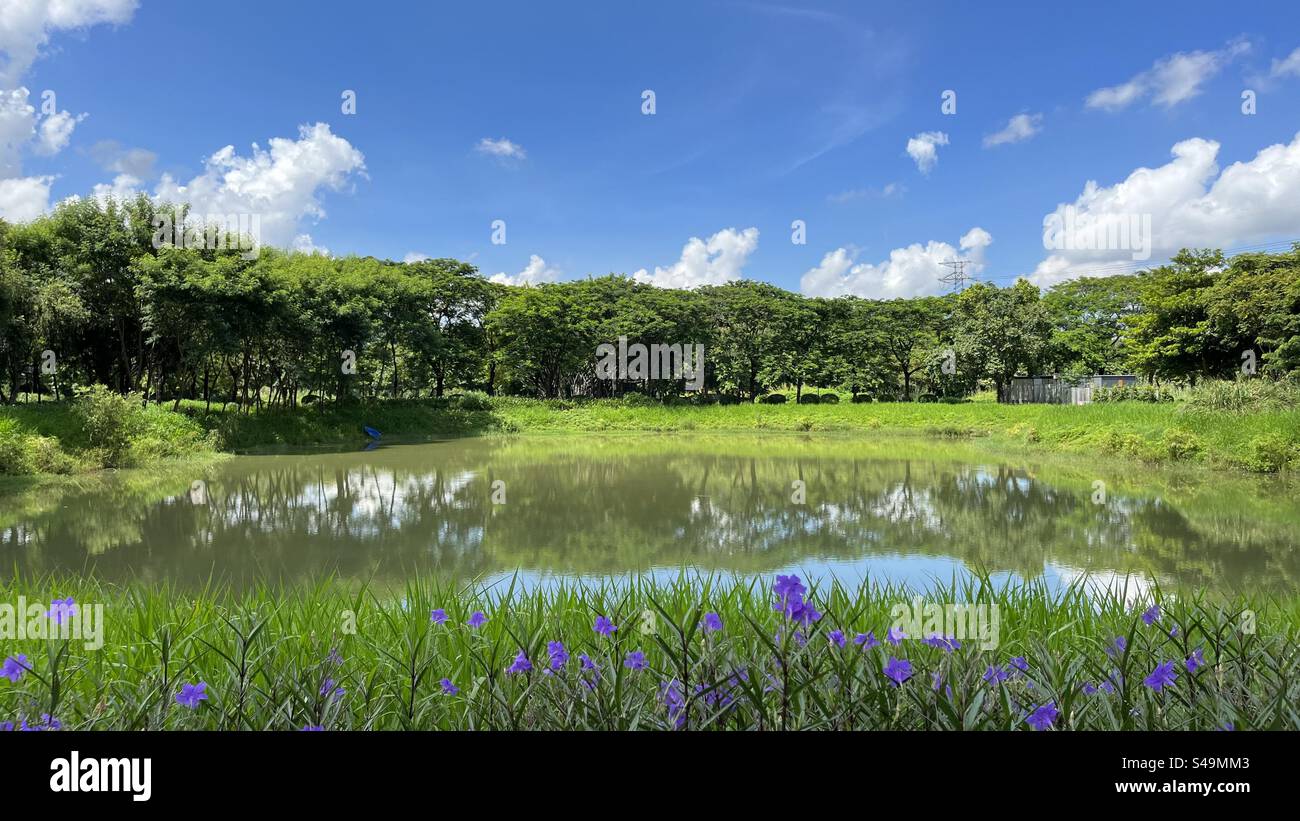 Serene view of a pond in a wetland park, with clear blue skies, lush greenery and vibrant purple flowers, reflecting the peaceful atmosphere of nature - Smartphone Captured Stock Image