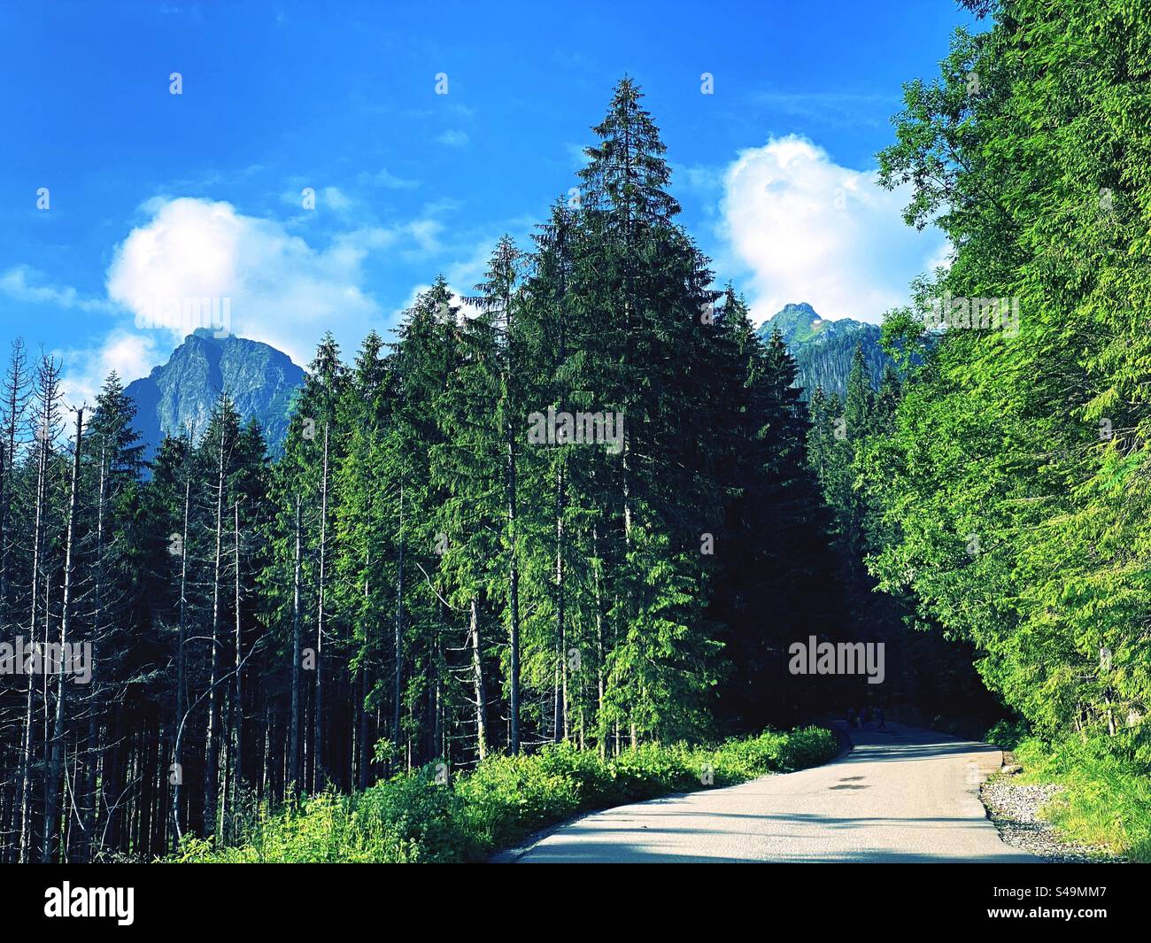 Road in the Tatra National Park - Smartphone Captured Stock Image