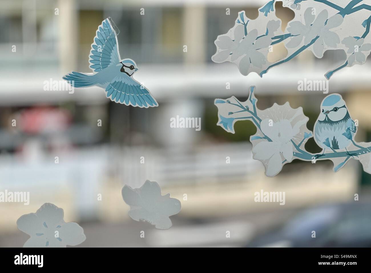Shot of a window with stickers depicting a nature scene with two blue jays, one of them standing on a branch and the other flying towards the first one. - Smartphone Captured Stock Image
