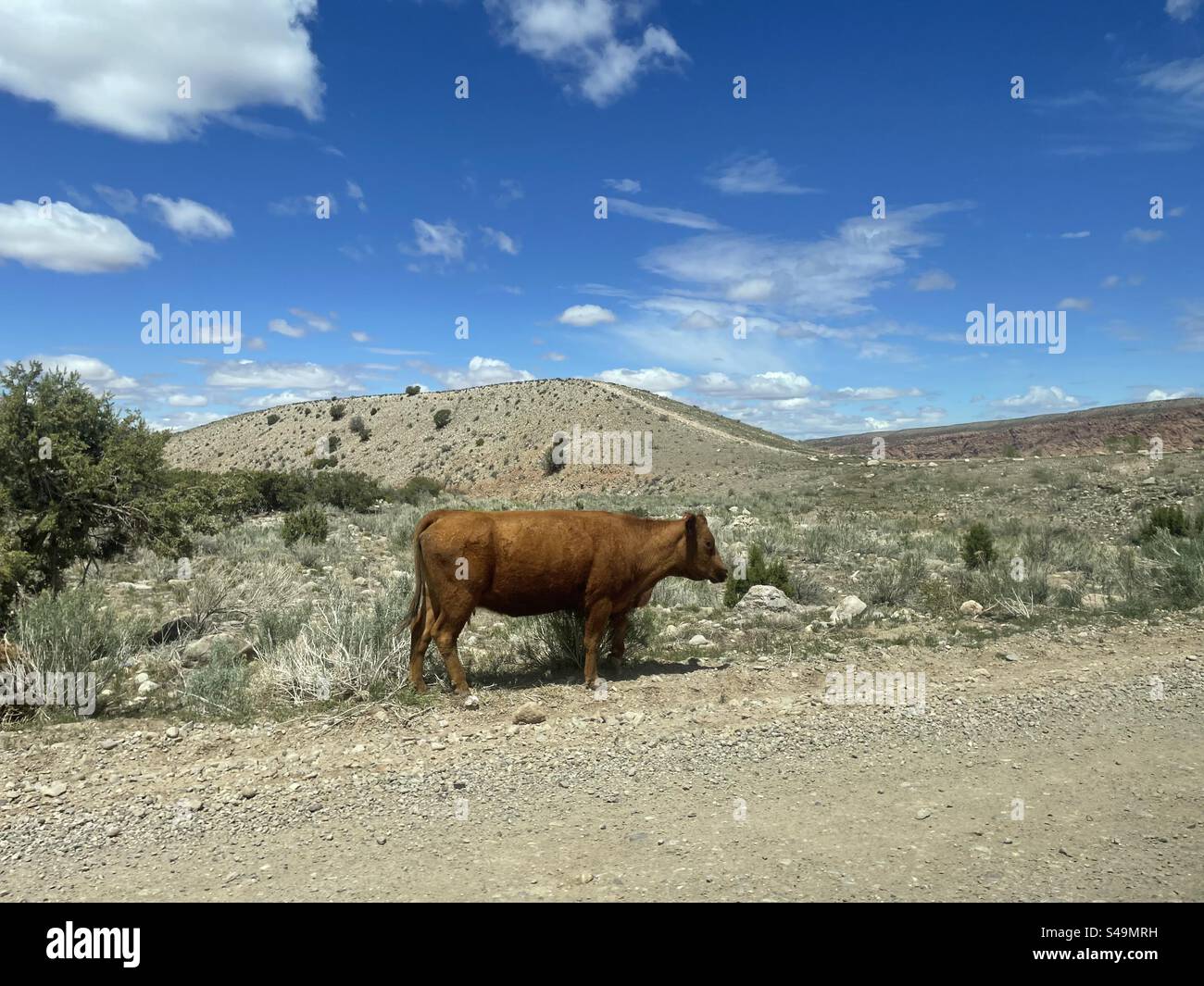 Desert cow hi-res stock photography and images - Alamy